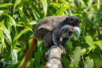 Tamarin empereur