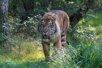 Tigre de Sumatra