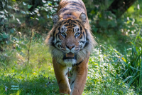 Tigre de Sumatra