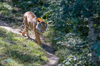 Tigre de Malaisie