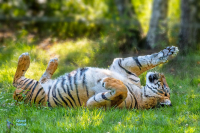 Tigre de Sumatra