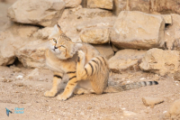 Chat des sables