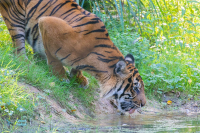 Tigre de Sumatra