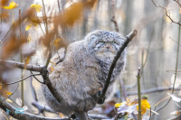 Chat de Pallas-Manul