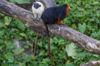Tamarin bicolore avec tamarin-lion à tête dorée