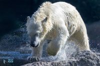 Ours blanc
