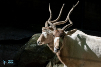 Addax