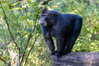 Macaque nègre