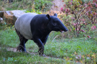 Tapir de Malaisie