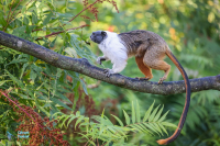 Tamarin bicolore