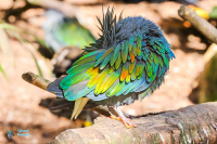 Pigeon de Nicobar