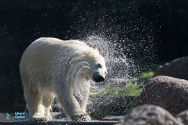Ours blanc