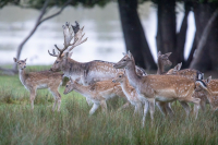 Daim et femelles