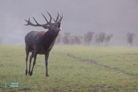 Cerf élaphe