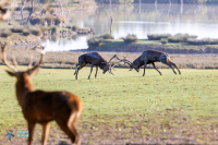 Cerf élaphe