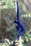 Gibbon à favoris roux