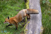 Renard roux