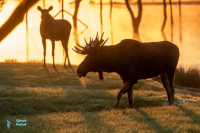 Elan-orignal