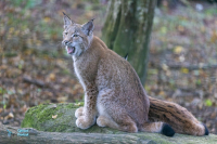 Lynx boréal
