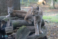 Lynx boréal