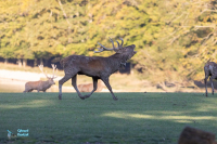 Cerf élaphe