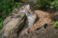 Lynx boréal