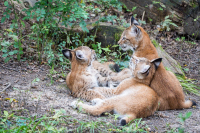 Lynx boréal - nés en mai 2021