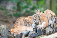 Lynx boréal - nés en mai 2021
