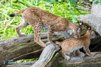Lynx boréal - nés en mai 2021