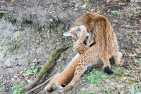 Lynx boréal - nés en mai 2021