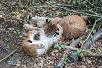 Lynx boréal - nés en mai 2021
