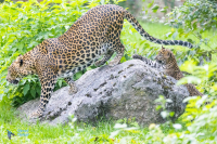 Panthère du Sri Lanka