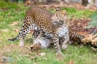 Panthère du Sri Lanka