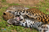 Panthère du Sri Lanka