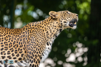 Panthère du Sri Lanka
