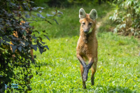 Loup à crinière
