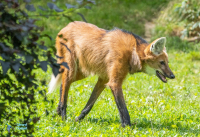 Loup à crinière