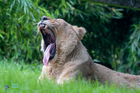 Lionne