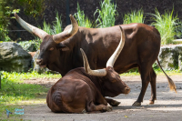 Watusi