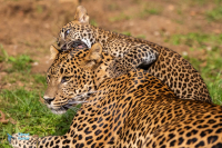 Panthère du Sri Lanka