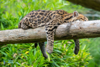Ocelot