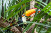 Toucan toco