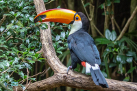 Toucan toco