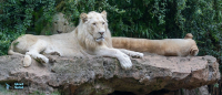Lion blanc