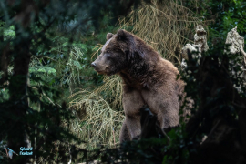 Ours Grizzly