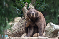 Ours Grizzly