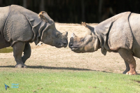 Rhinocéros indien