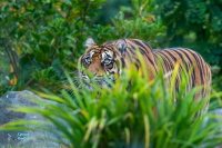 Tigre de Sumatra