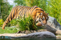 Tigre de Sumatra