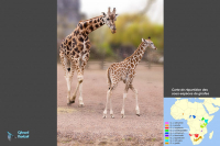 Girafe de Nubie.
C.camelopardalis
